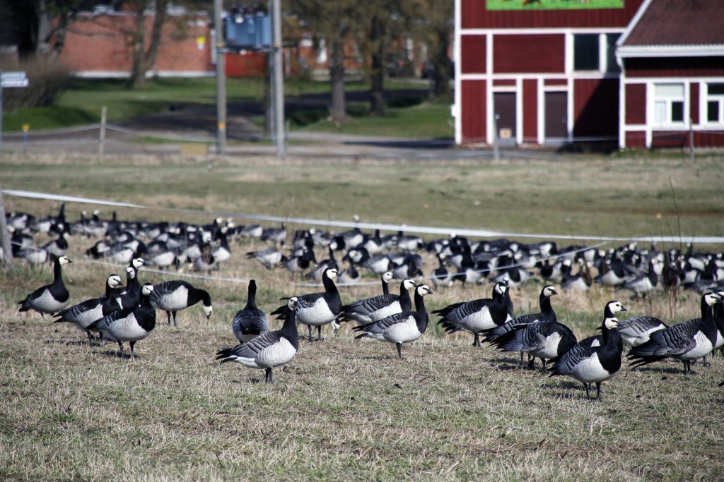 Hallitus haluaa sallia valkoposkihanhien suojametsästyksen Suomessa