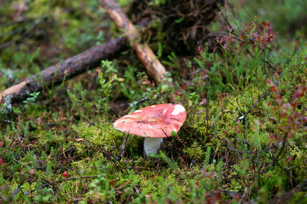 Tshernobyl muistuttaa yhä itsestään suomalaisissa metsissä – tämä ruokasieni säteilee eniten