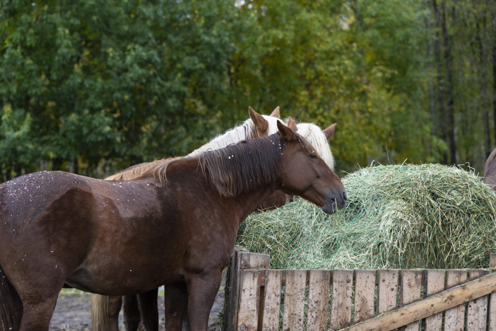 Jopa tappava hevosten tauti jää usein tunnistamatta – Tällaisia ovat oireet