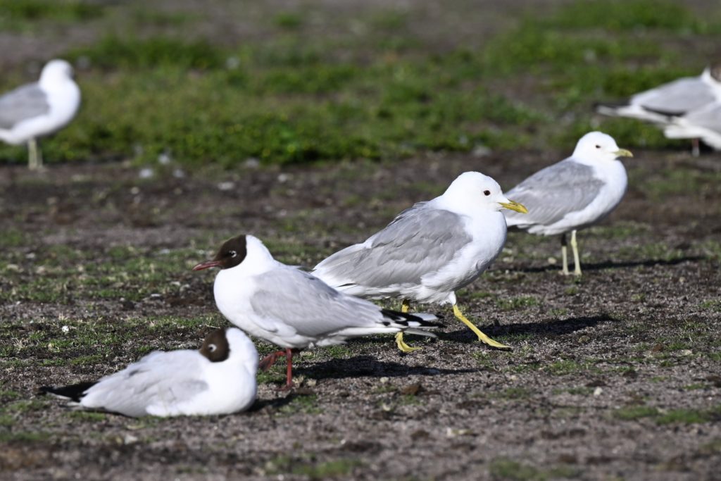 Suomessa on todettu tänä vuonna 11 lintuinfluenssatapausta – siipikarjatiloilla ei tartuntoja