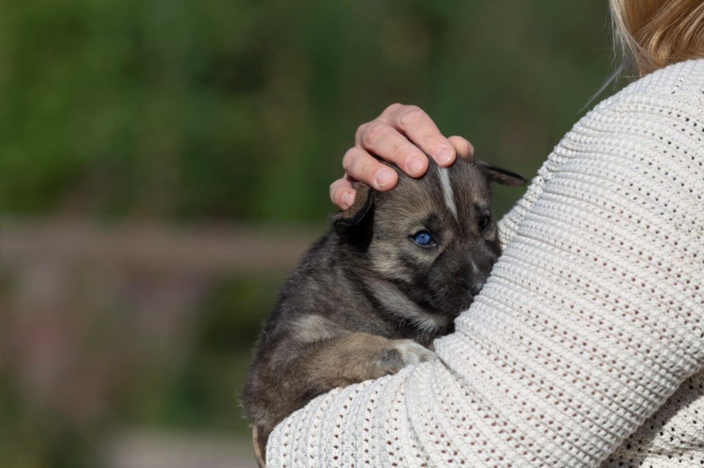 Älä valitse koiraa vain ulkonäön perusteella – 
