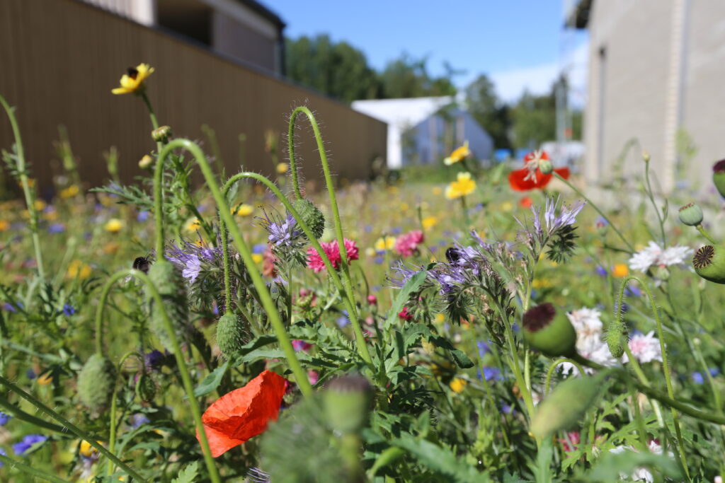 Liika haravointi voi haitata luontoa