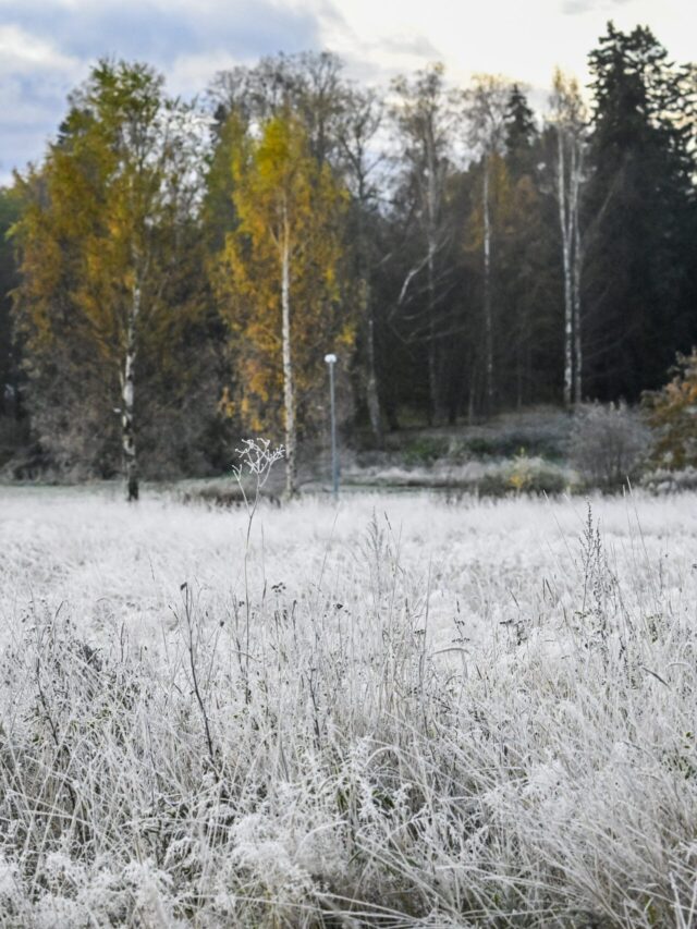 Ruska alkoi viiveellä
