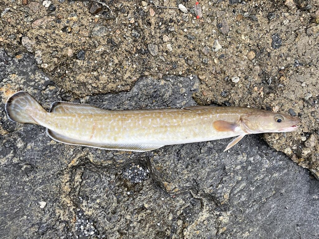 Lipeäkala pitää yhä pintansa joulupöydissä, vaikka suosio hiipuu – norjalaiset popsivat paremmat raaka-aineet itse