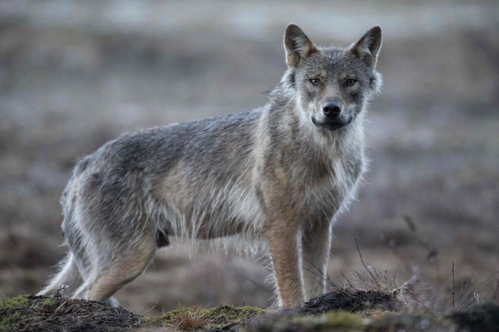 Suden kiintiömetsästys toi saaliiksi 82 sutta