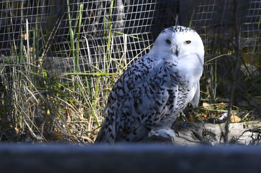 Harry Potterin pöllö kansainvälisen suojelun piiriin