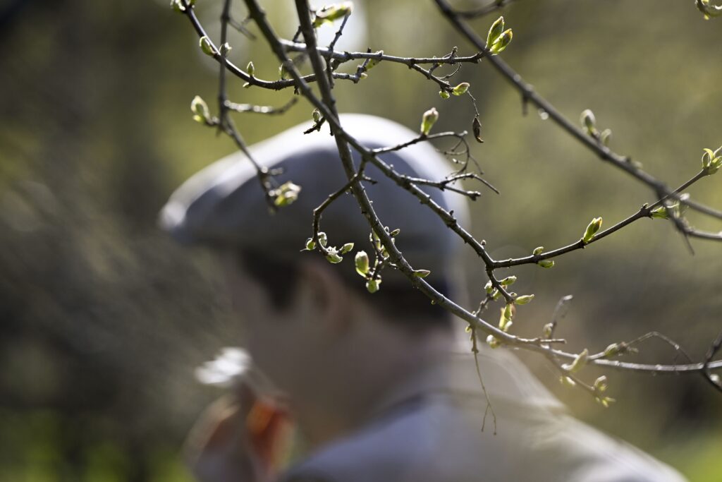 Koivuallergikoille tulossa erittäin helppo kevät