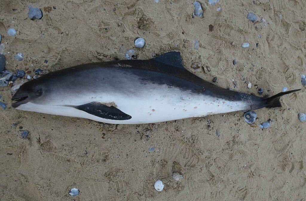 Tutkimus: Pyöriäinen oli yleinen Suomen rannikolla 1930-luvulle – havainnot romahtivat 1940-luvulla