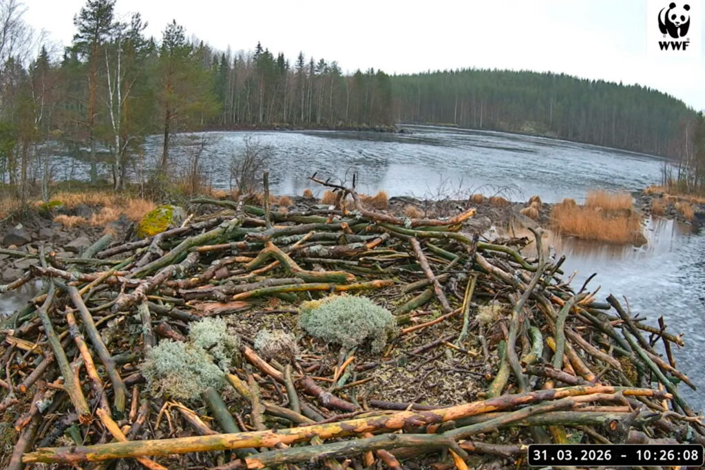 Droonien pörinä herättää huolta – voi aiheuttaa tuhoa luonnolle