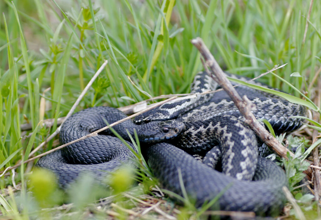 Kyyn puremat lisääntyivät rajusti – koiranomistajien syytä olla valppaana