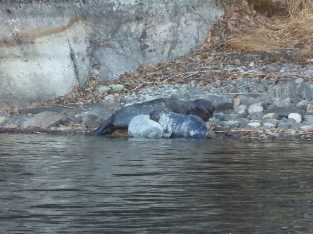 Harvinainen norppauutinen: Kaksoset! – Ja poikkeuksellista on se, että molemmat ovat hengissä