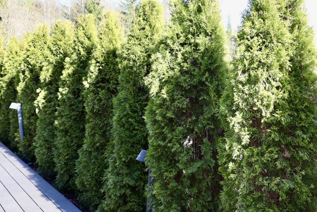 Venähtikö tuija-aita liian pitkäksi? Asiantuntija varoittaa ratkaisevasta virheestä