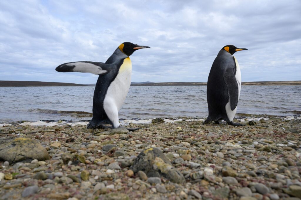 Yhdysvallat vakuutti olevansa edelleen puolueeton Falklandin saarien omistuskiistassa