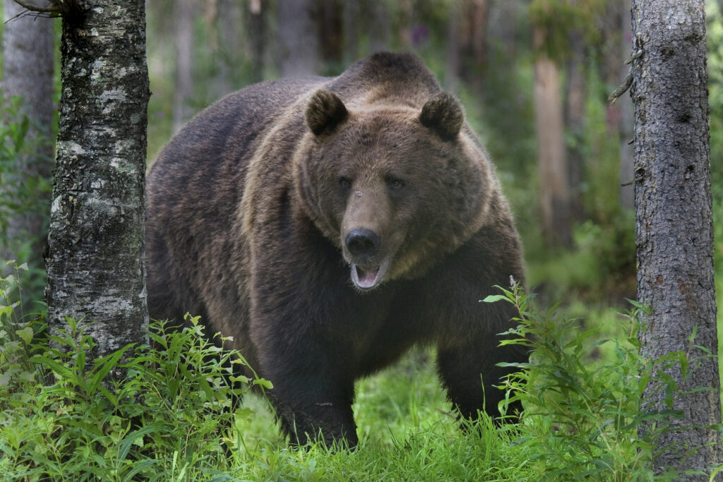 Keski-Suomessa tehty paljon karhuhavaintoja – Poliisilta tärkeä ohje