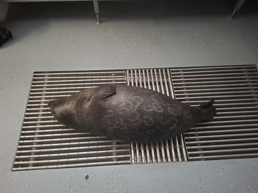 Haukipyydyksiin kuollut saimaannorppa löytyi Sulkavalla