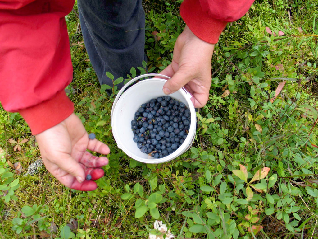 Thaimaalaisten marjanpoimijoiden Suomeen tuloon liittyvä korruptiotutkinta siirtynyt syyteharkintaan